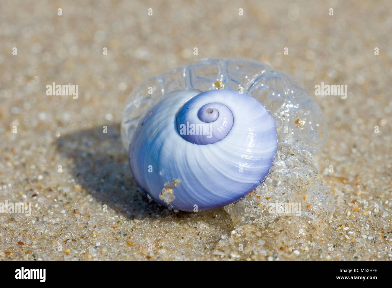 blue sea snail Stock Photo Alamy