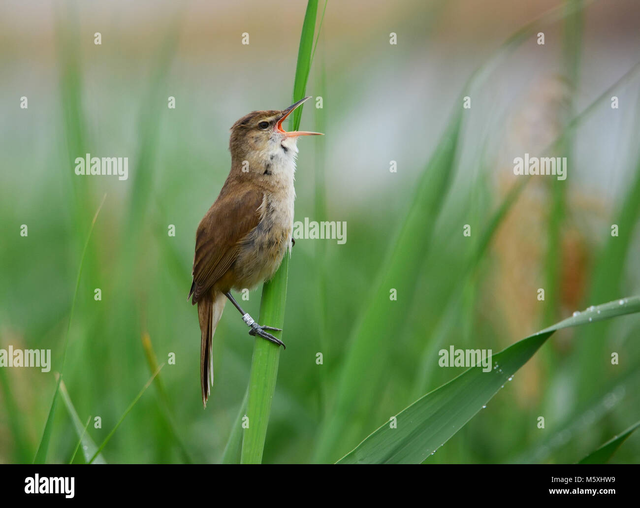 Warbler Ringing Ringed Acrocephalus warbler sings Stock Photo - Alamy