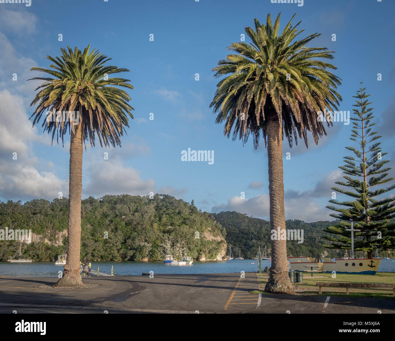 The beautiful palm trees in Whitianga, New Zealand Stock Photo