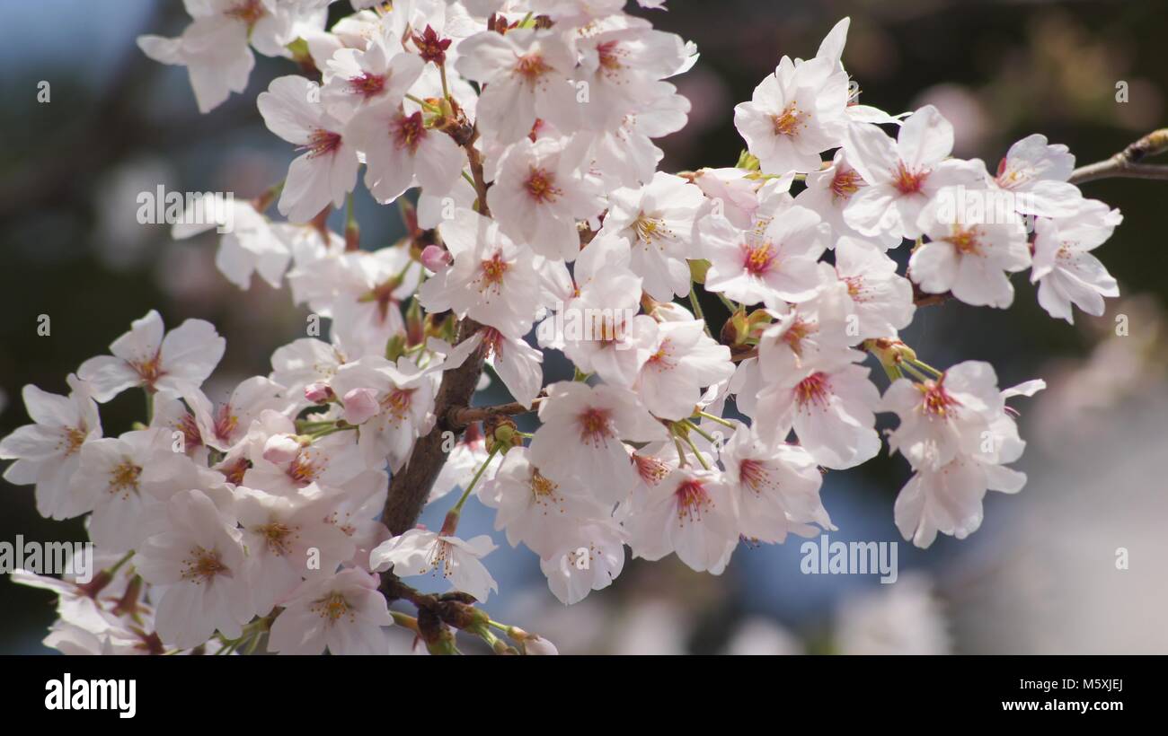 Rose sakura hi-res stock photography and images - Alamy