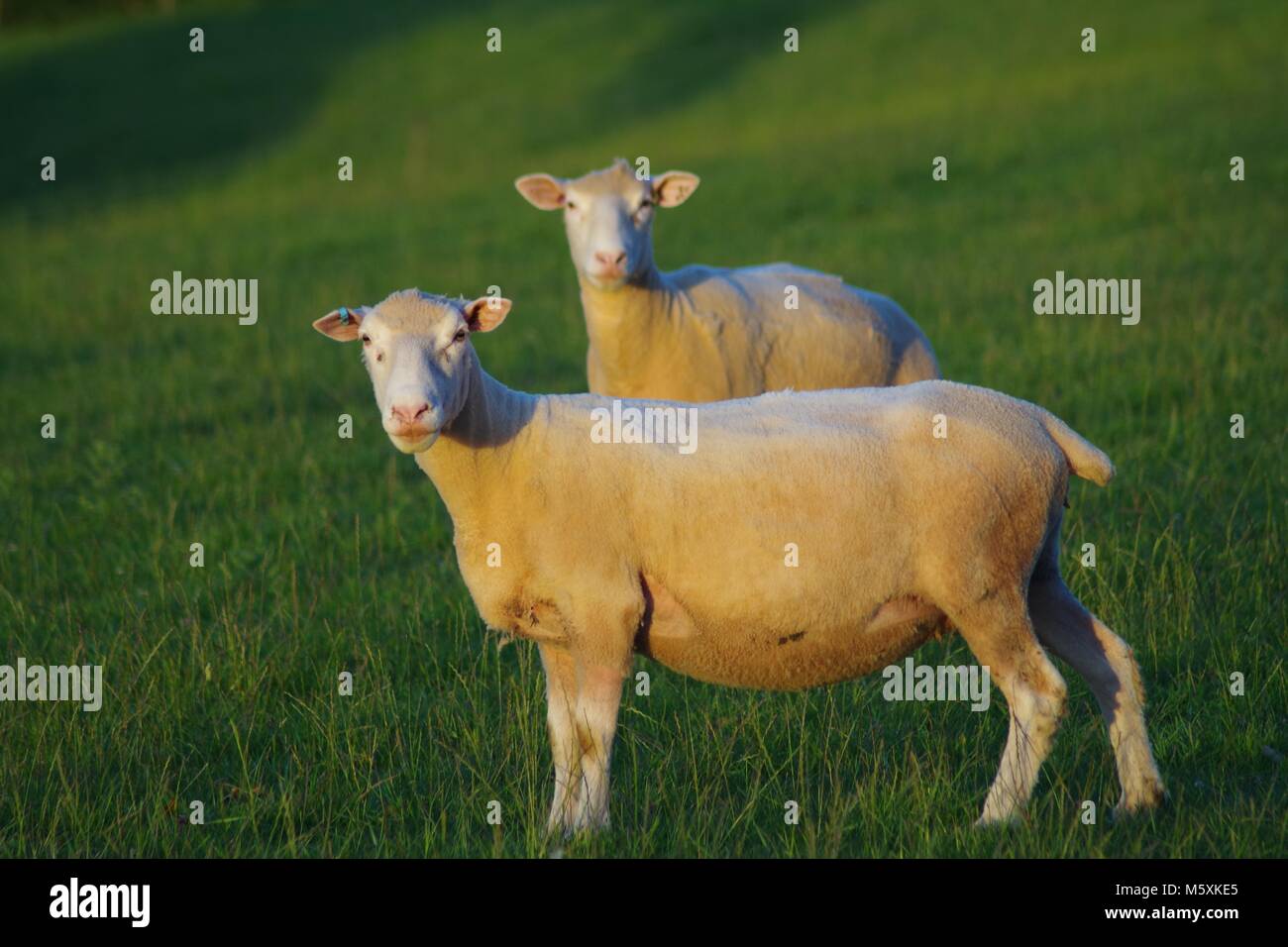 Pair of Sheep in a Lush Pasture Field in the Golden Evening Light of ...