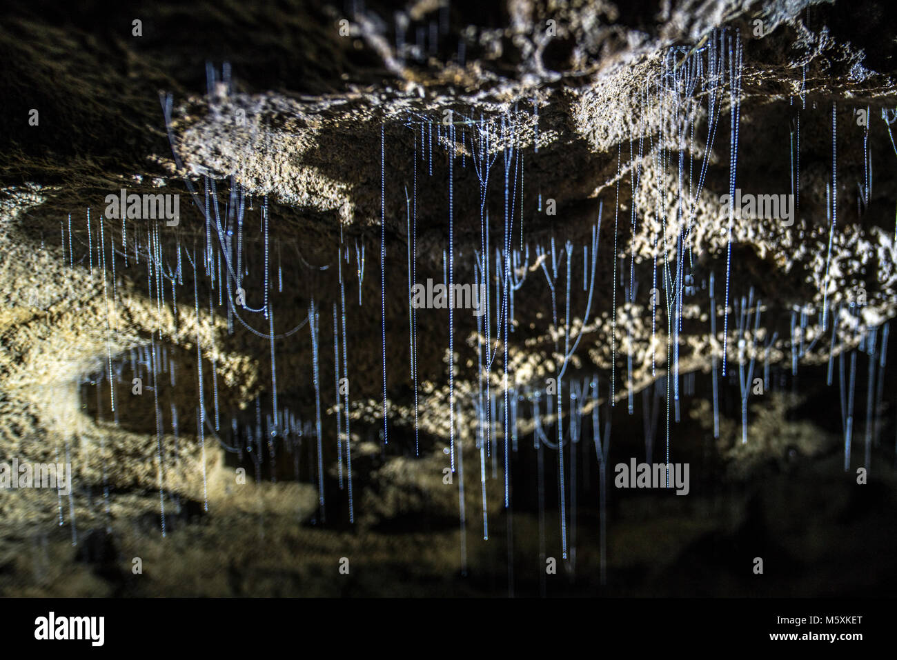 Glowworms hanging from ceiling in New Zealand cave Stock Photo