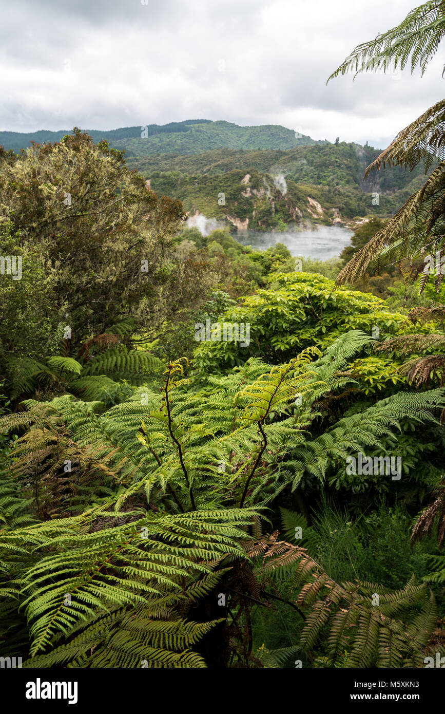 Prehistoric landscape with geothermal springs, Rotorua, New Zealand Stock Photo