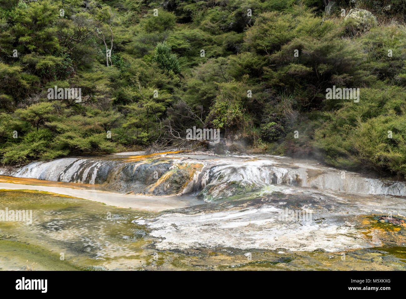 Prehistoric landscape with geothermal springs, Rotorua, New Zealand Stock Photo