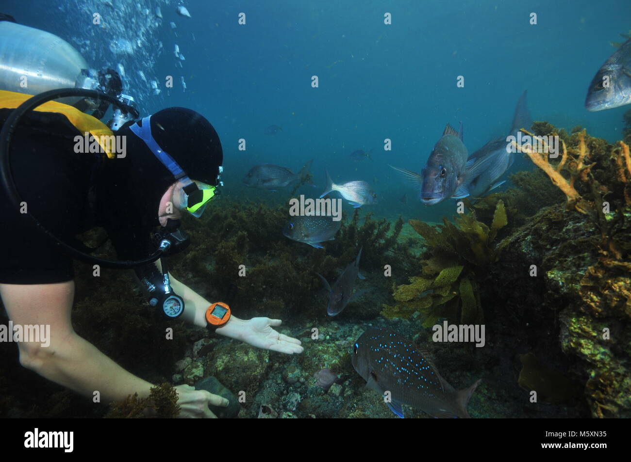 Scuba diver playing with australasian snappers Pagrus auratus among rocks covered with brown sea weeds. Stock Photo