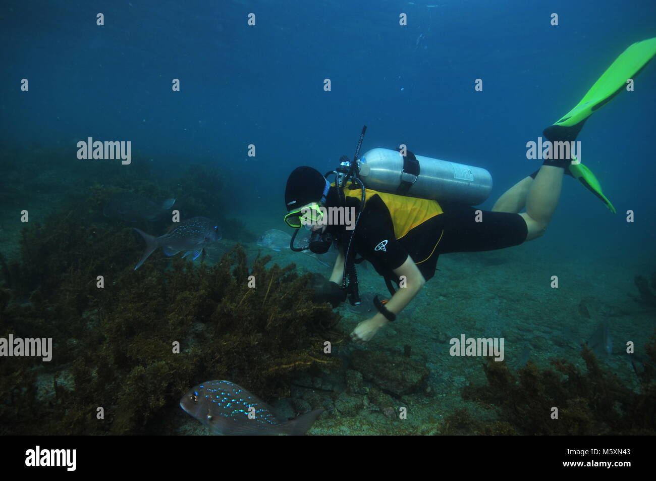 Scuba diver observing australasian snappers Pagrus auratus on flat bottom covered with brown sea weeds. Stock Photo