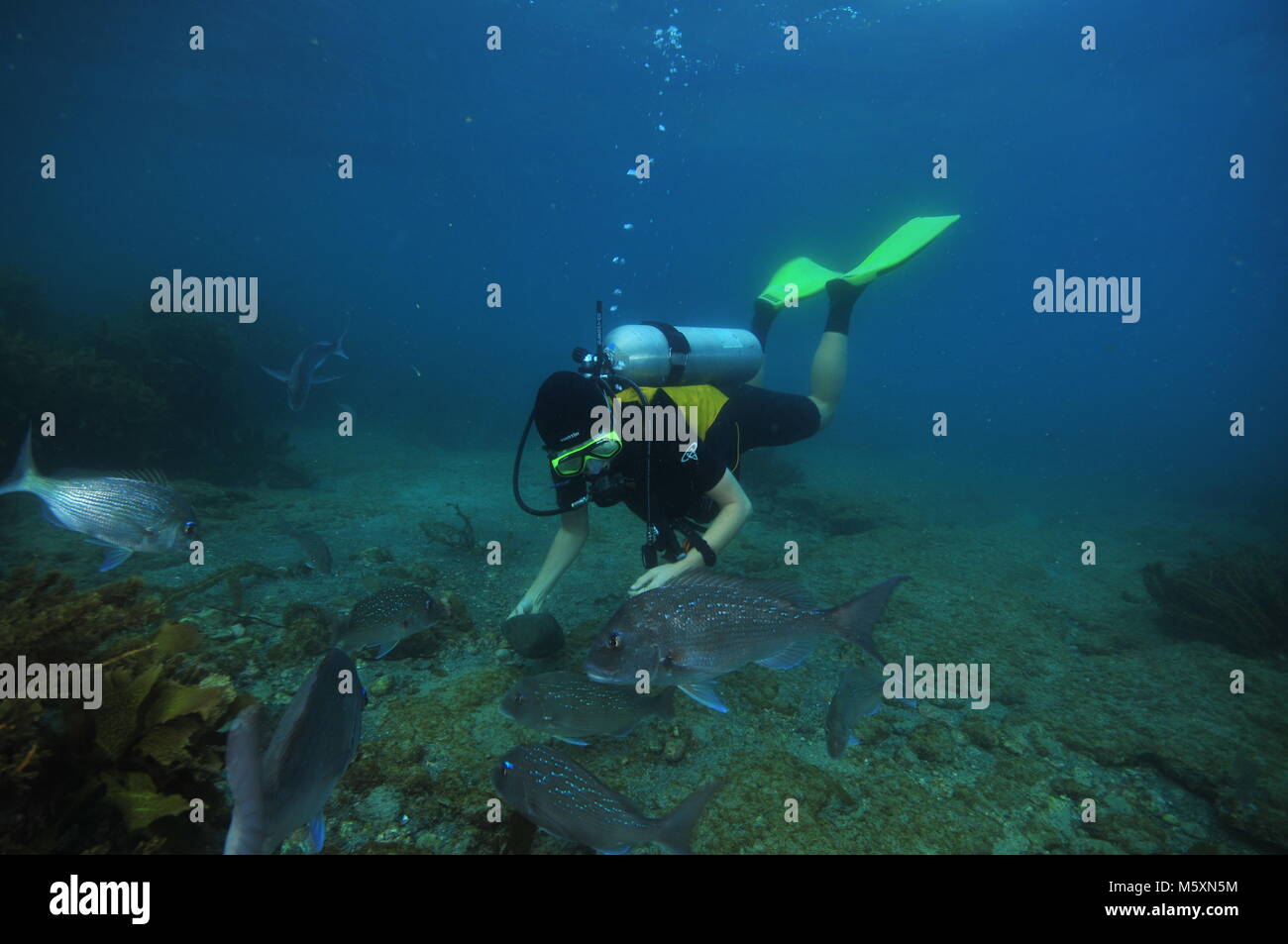 Australasian snappers Pagrus auratus around scuba diver in shallow water. Stock Photo