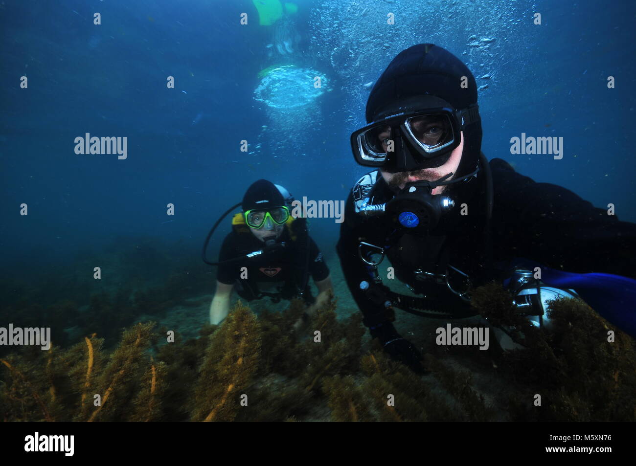 Two scuba divers above flat bottom covered with brown sea weeds. Stock Photo