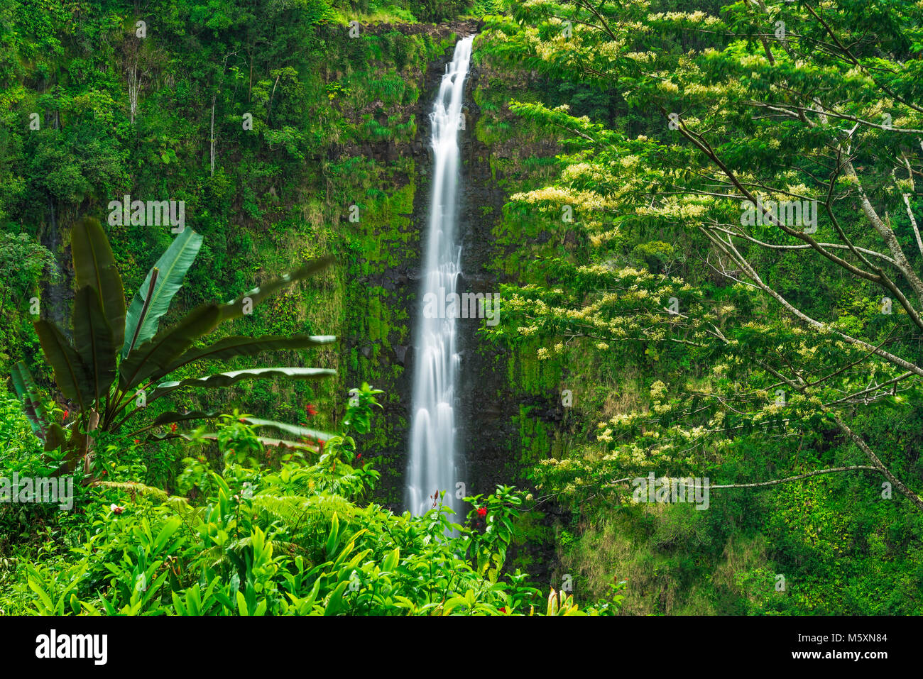 akaka falls state park big island hawaii