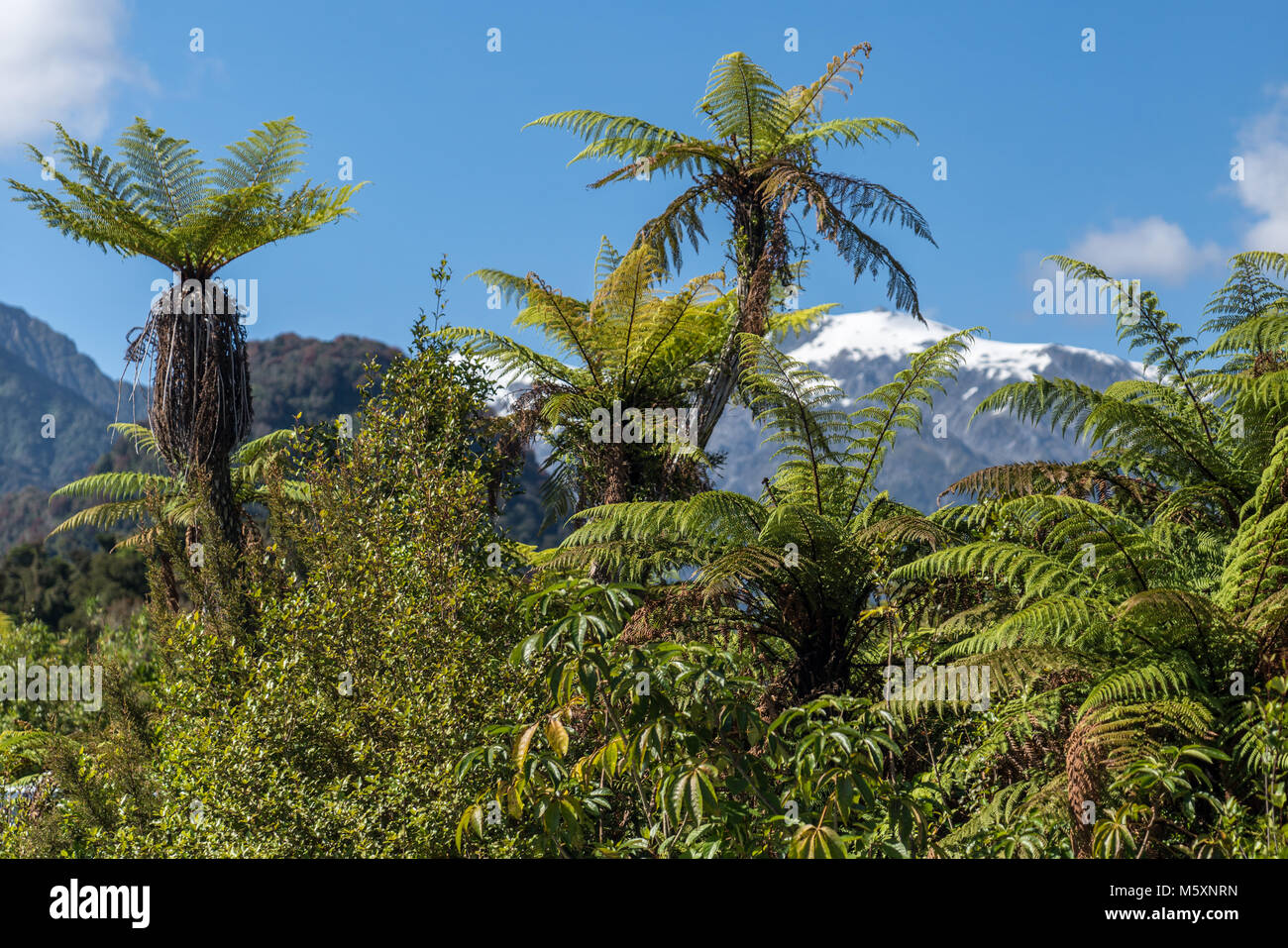 Jungle and Palms in front of Glacier Mountain, New Zealand Stock Photo