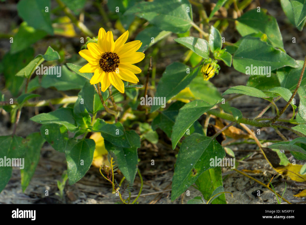 Yellow Dune Sunflower (Helianthus debilis) plant growing in a scrub habitat in Boynton Beach, Palm Beach County, Florida, USA Stock Photo