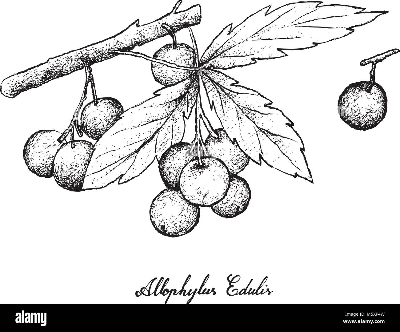 Berry Fruits, Illustration of Hand Drawn Sketch Allophylus Edulis or Chal-Chal Fruits Hanging on The Bunch Isolated on White Background. Stock Vector