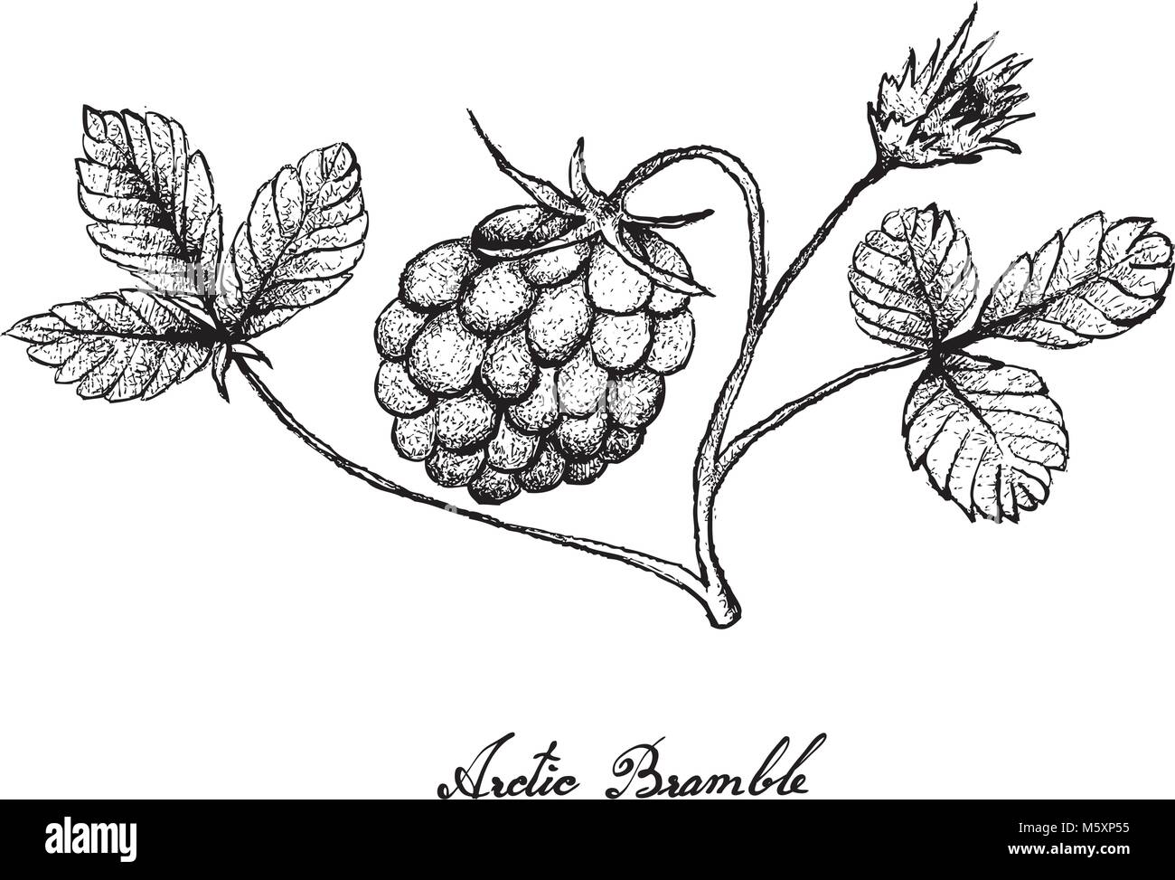 Berry Fruit, Illustration Hand Drawn Sketch of Fresh Arctic Bramble, Arctic Raspberry or Rubus Arcticus Fruits Isolated on White Background. Stock Vector