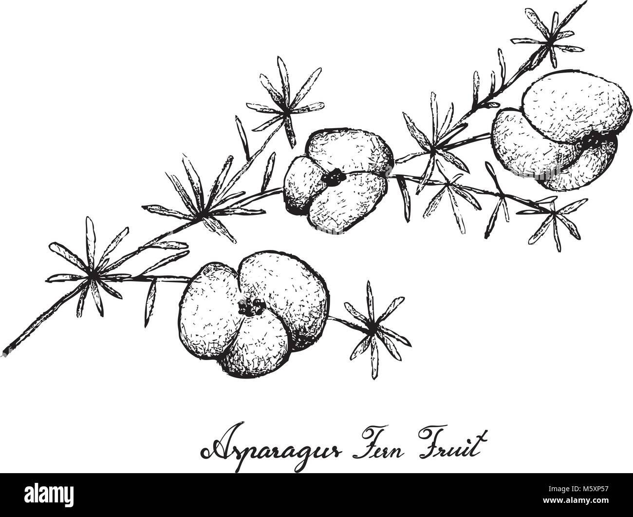 Berry Fruit, Illustration Hand Drawn Sketch of Fresh Asparagus Fern