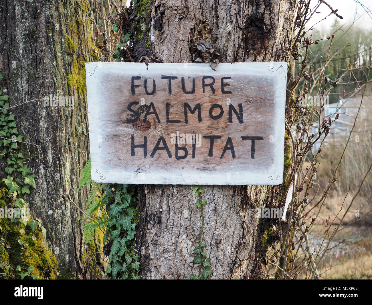 'Future salmon habitat' hand-made sign in Bothell, WA park Stock Photo