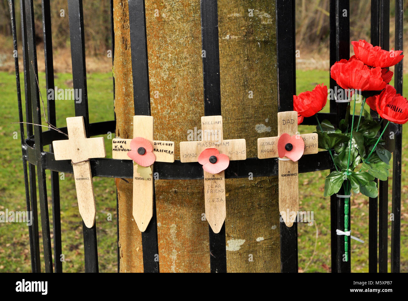 Tree in memory of 18th Division, WWll, Thetford, Norfolk, England Stock