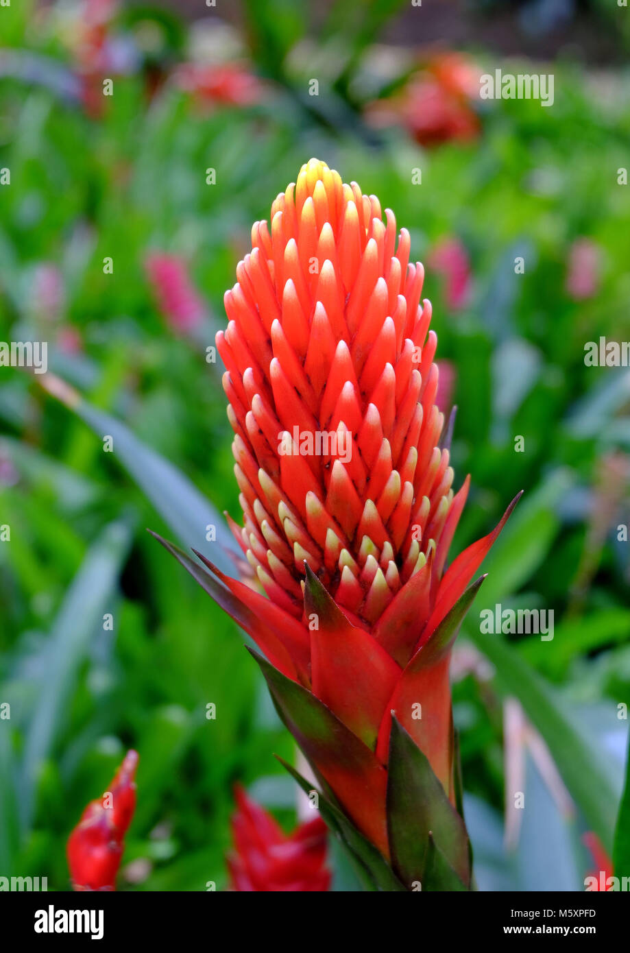 Guzmania Conifera. Guzmani is a species of flowering plants in the family Bromeliaceae. Stock Photo
