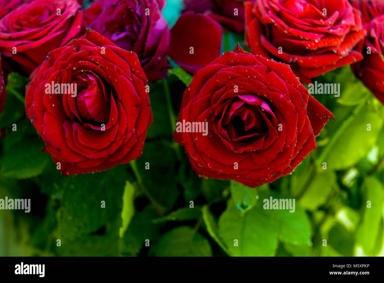 Bunch of red roses, macro shot with particular focus Stock Photo - Alamy