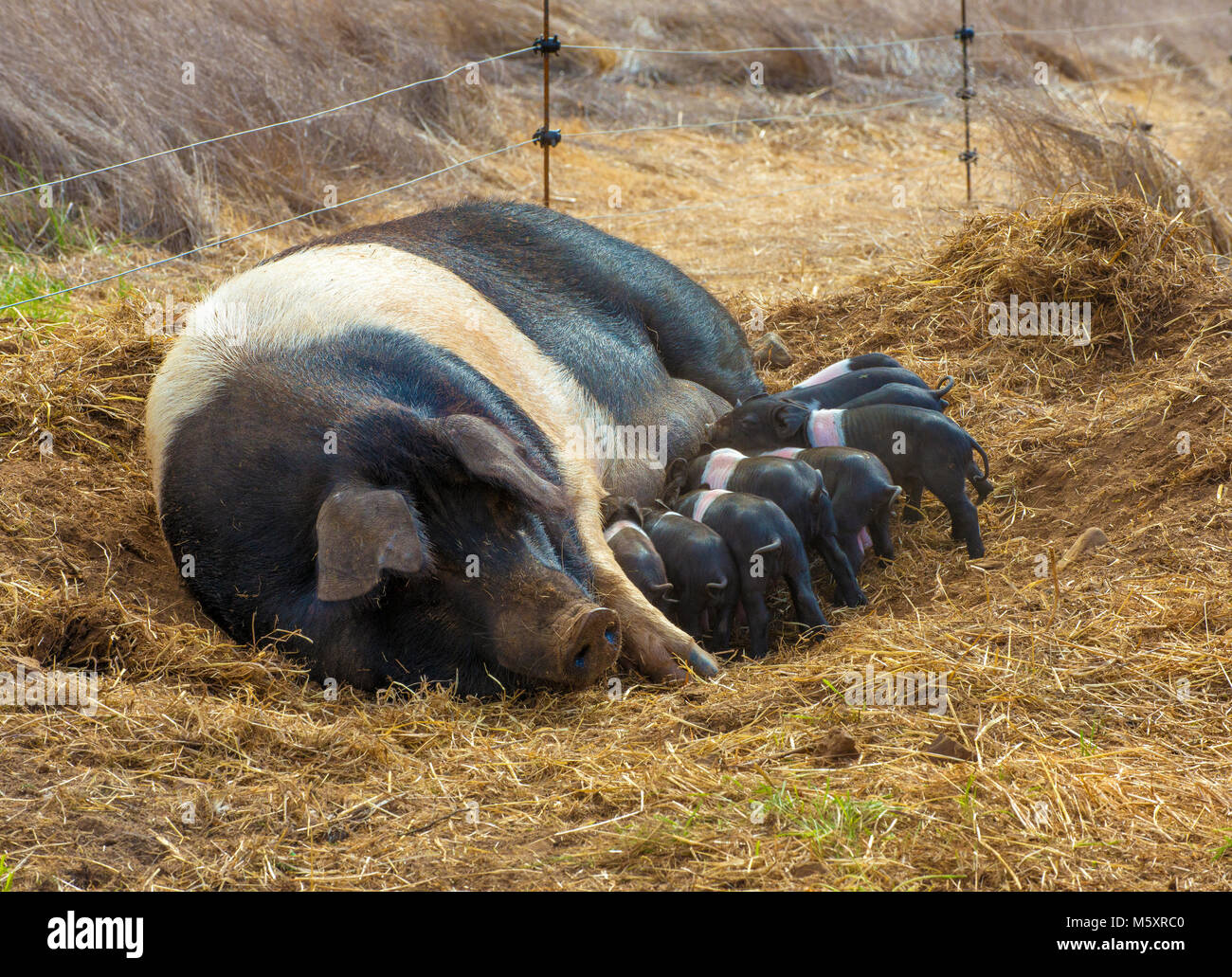 Cinta Senese, Tuscan Pigs, Nursing Female, Acorn Ranch, Yorkville, Mendocino County, California Stock Photo