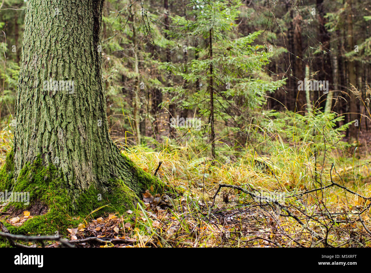 forest landscape, trunk of pine in foreground Stock Photo - Alamy