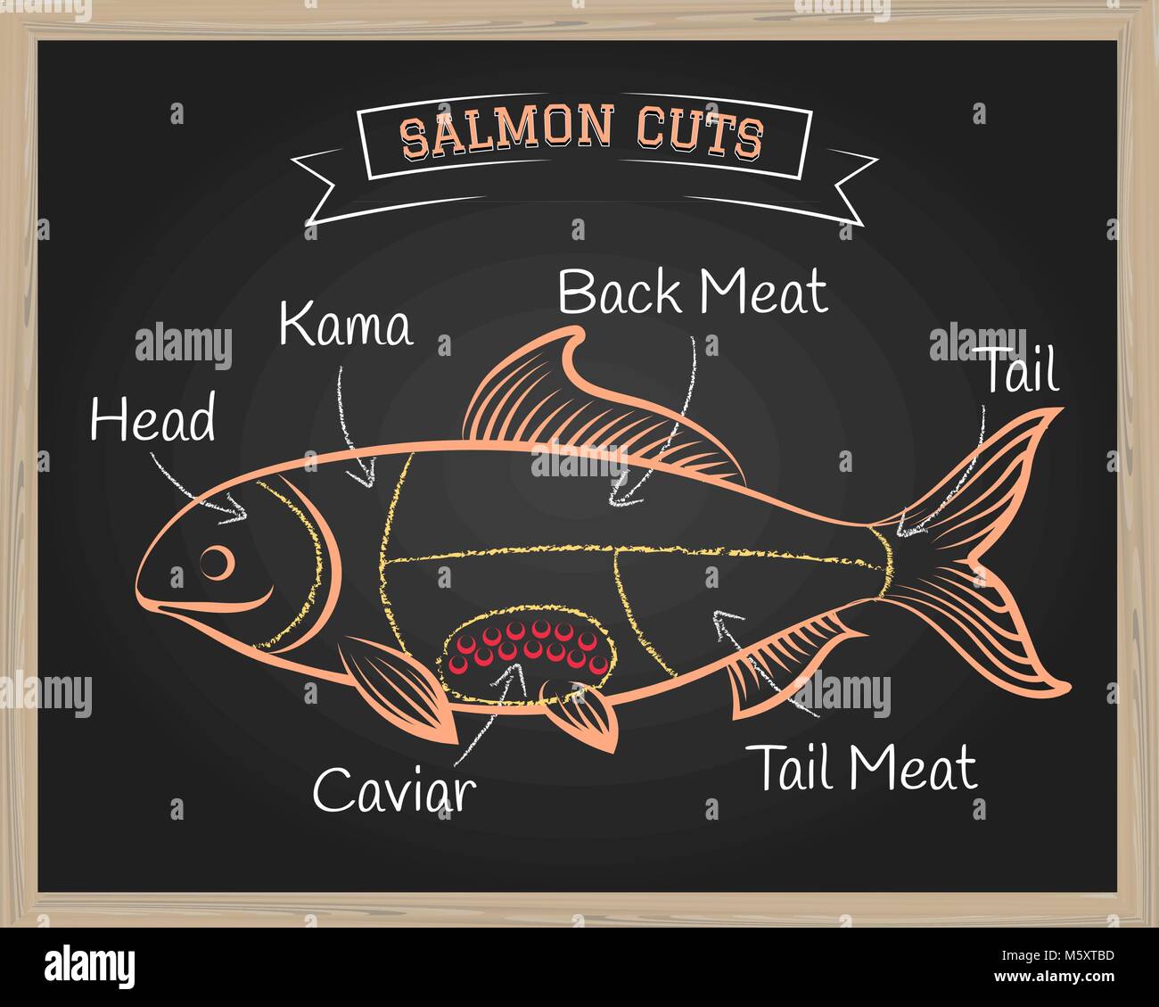 Chalkboard with a diagram of Salmon. Vector illustration. Stock Vector