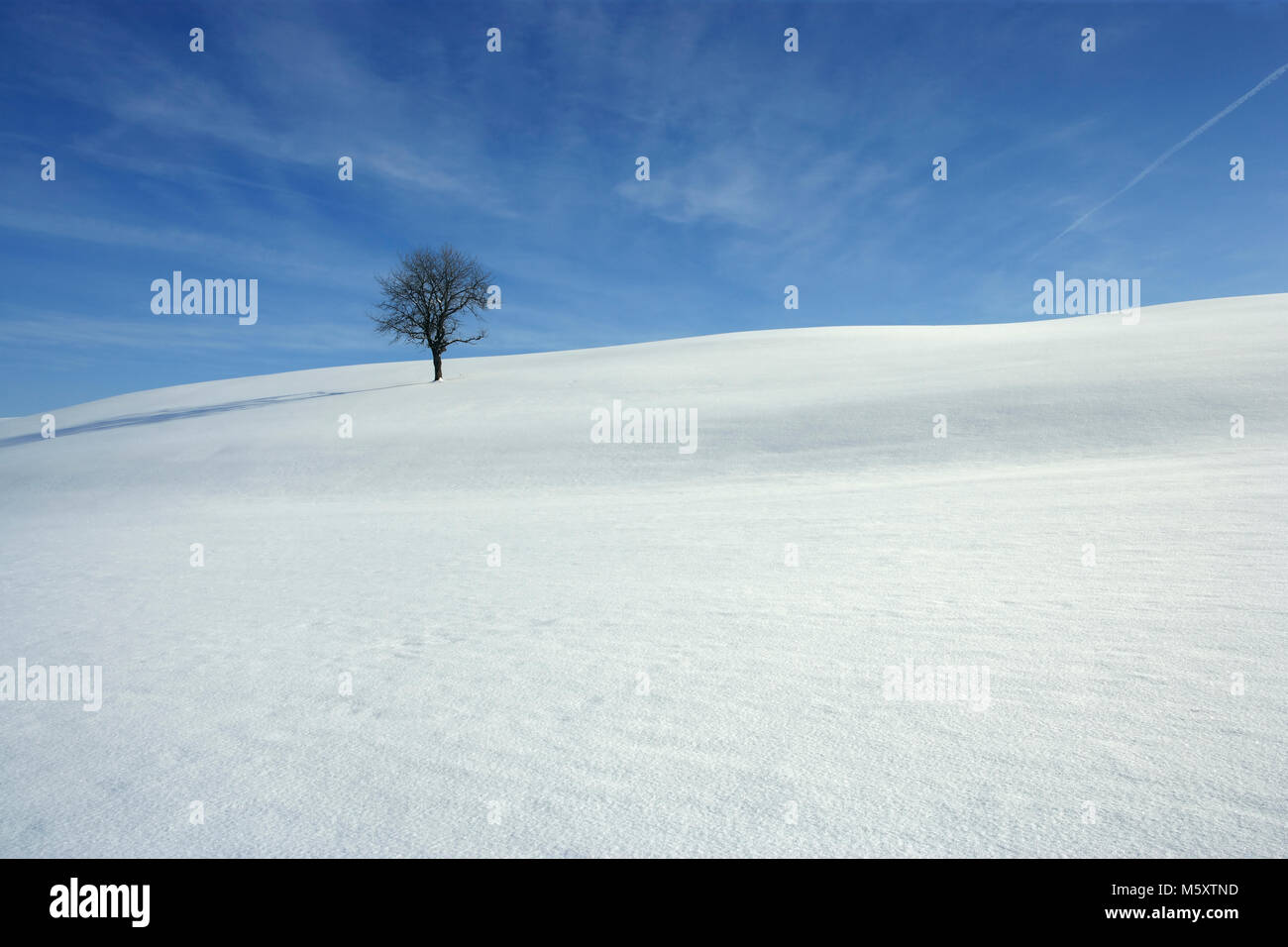 Landscape photo of a snowy meadow with one tree Stock Photo - Alamy