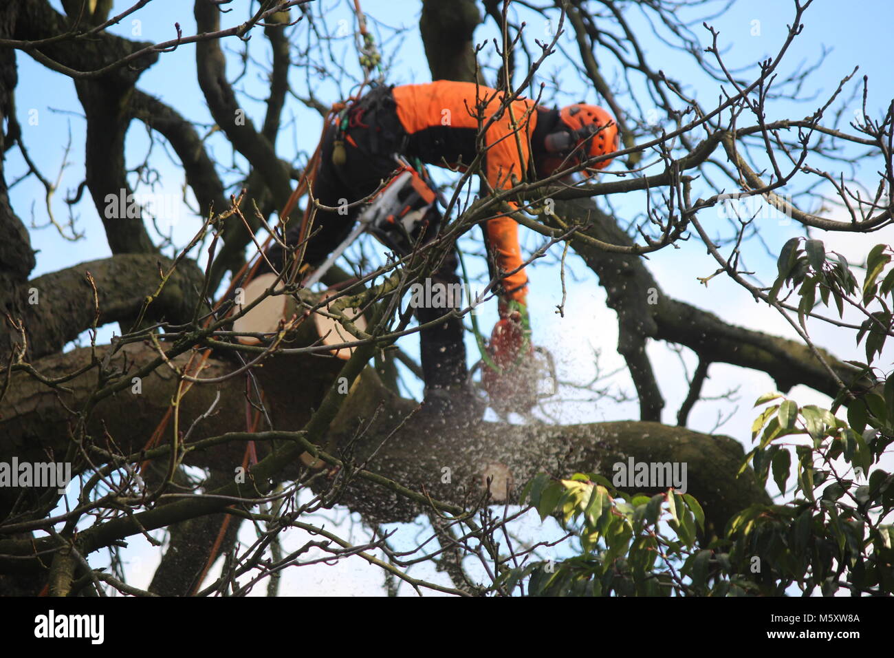 Tree surgeon operating his chainsaw in a tree attached to ropes sawing off large branches Stock Photo