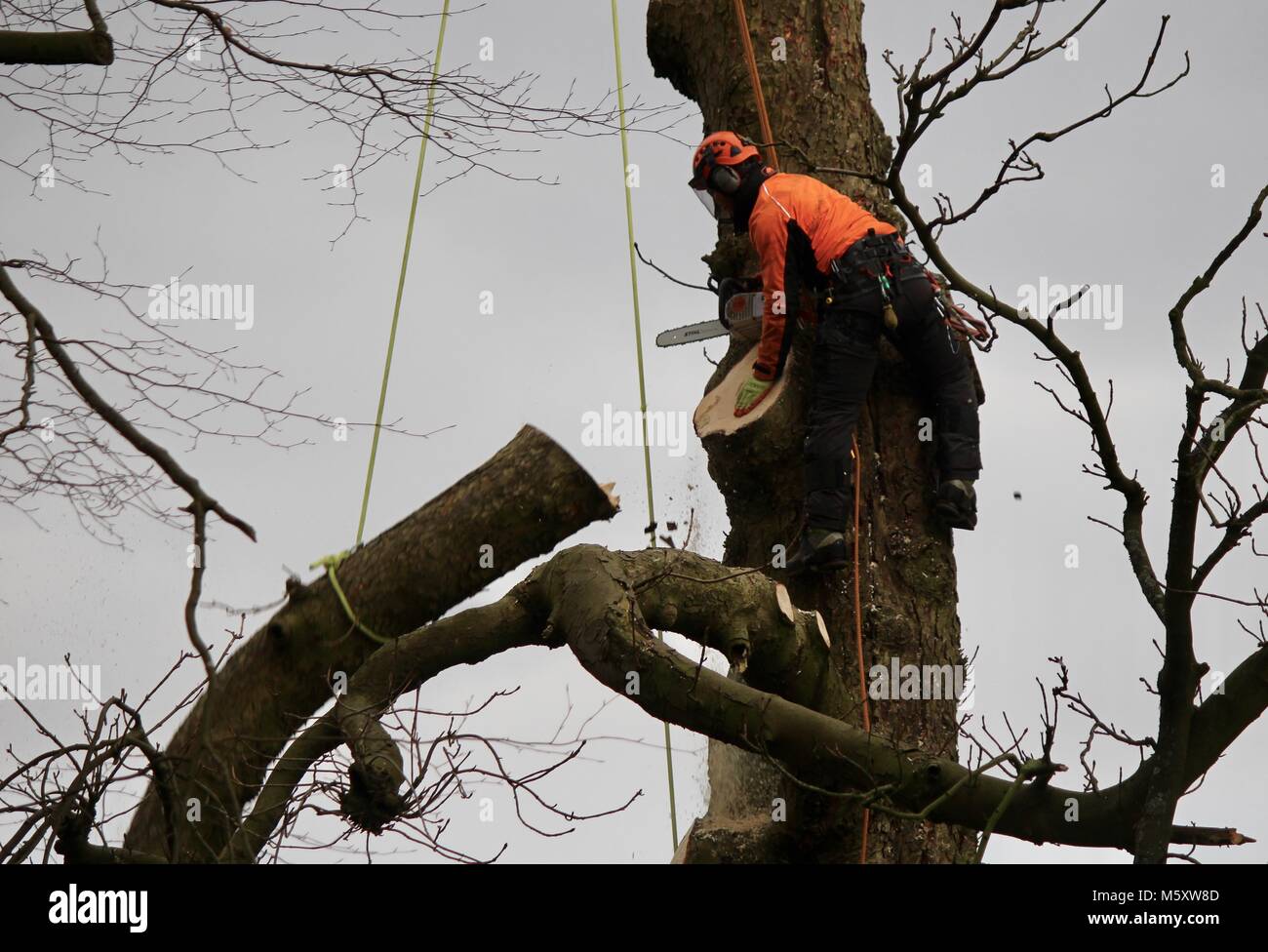 Tree surgeon operating his chainsaw in a tree attached to ropes sawing off large branches Stock Photo