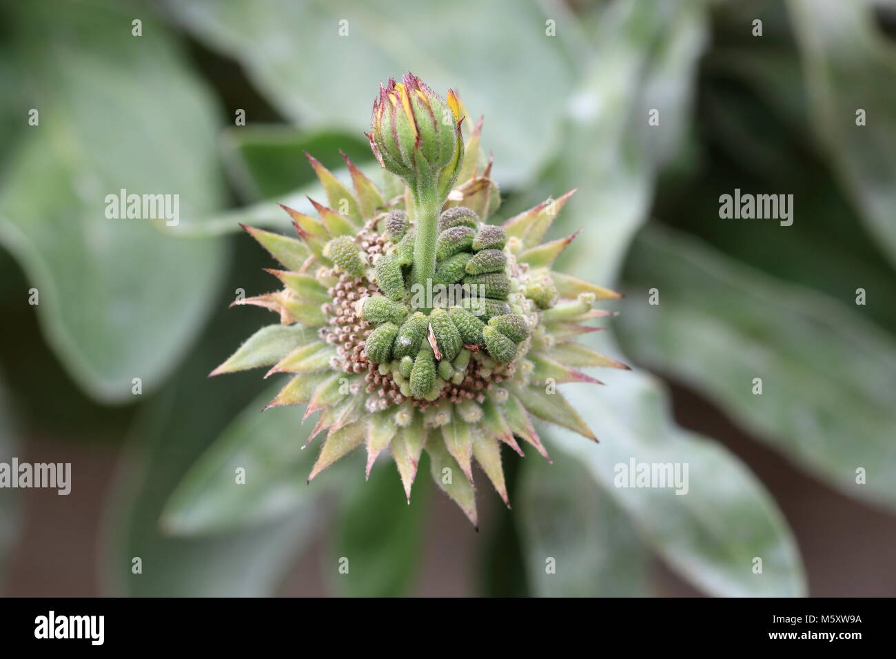 Macro shot of seed head of Pot Marigold or also known as Calendula officinalis Stock Photo