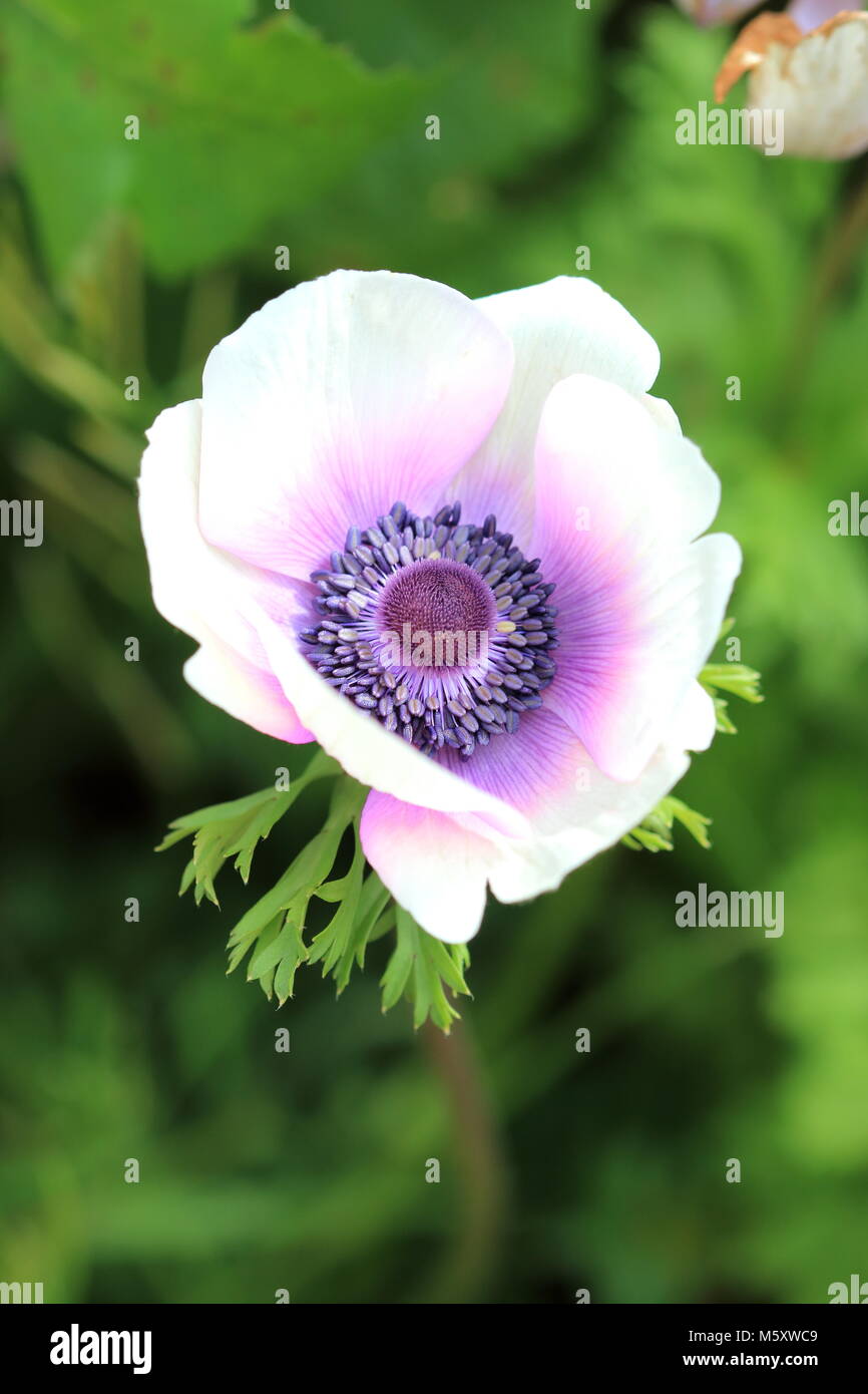 Close up of white anemone with purple tinge on petals Stock Photo
