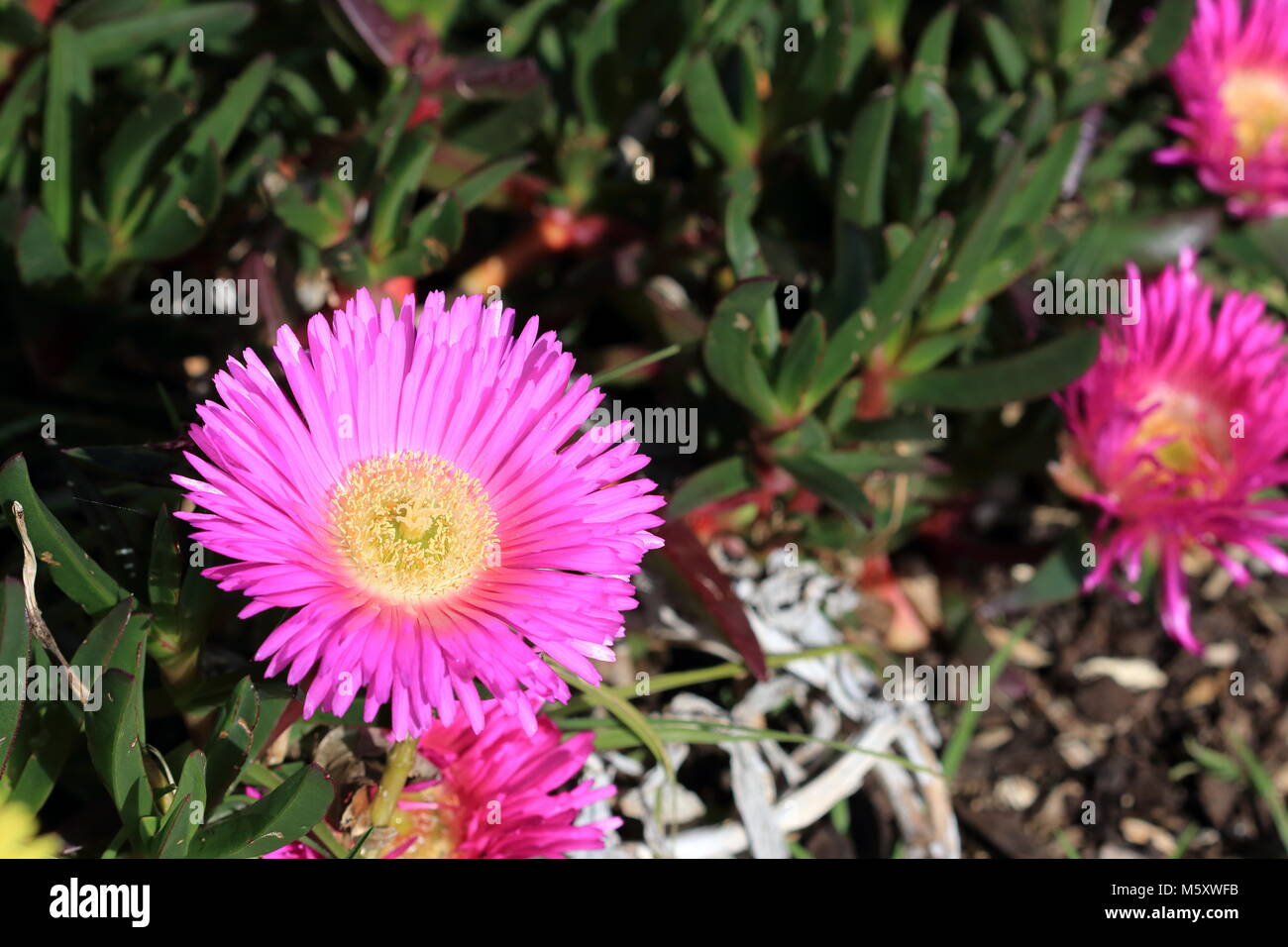 Close up of Ice plant or also known as Carpobrotus edulis in full bloom Stock Photo