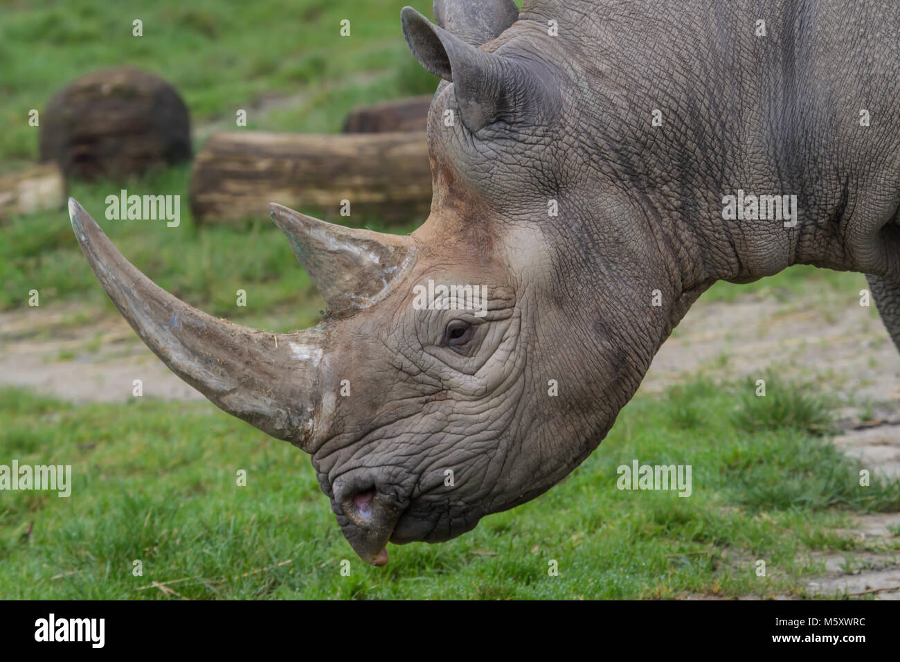 Photo portrait of a beautiful Black Rhino Stock Photo Alamy