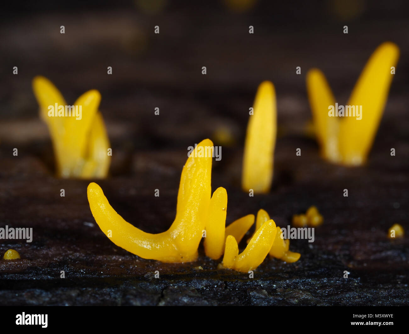 Tiny yellow jelly fungus Calocera cornea growing from decaying wood in a Pacific Northwest forest Stock Photo