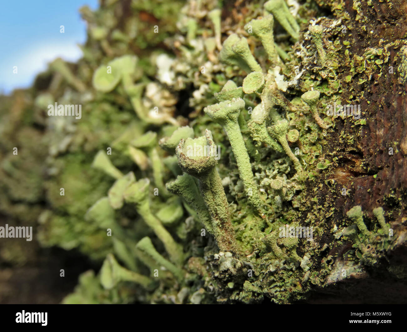 Scores of Cladonia sp. lichens growing on a wooden fence in Washington state Stock Photo
