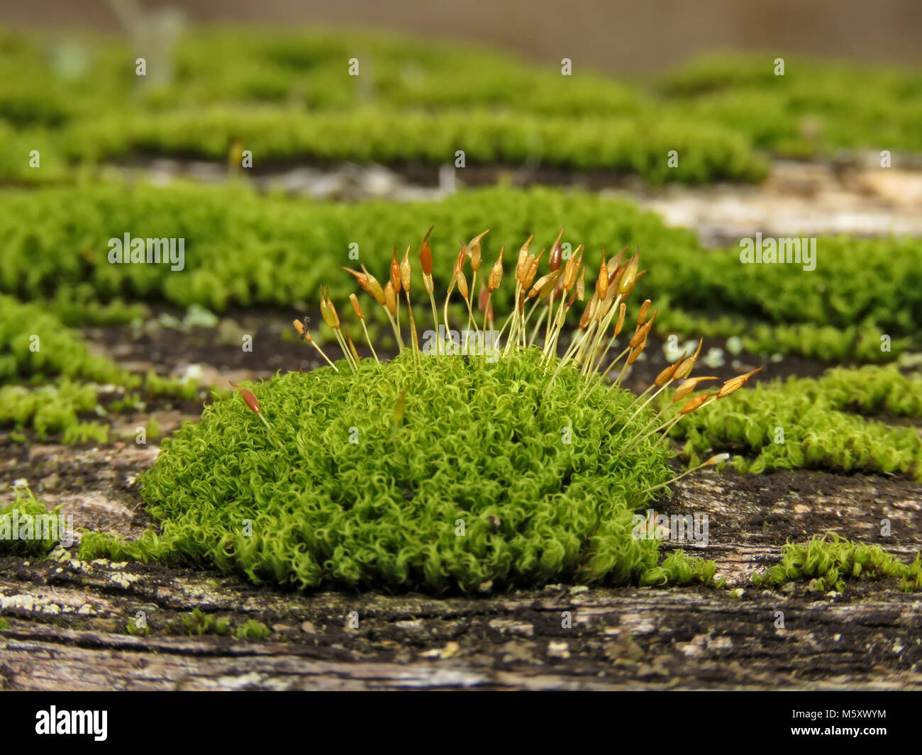Green moss with sporophytes Stock Photo