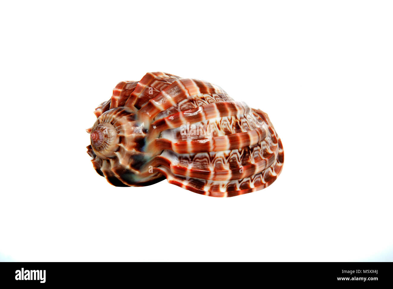 Marine sea shell in a studio setting against a white background Stock ...