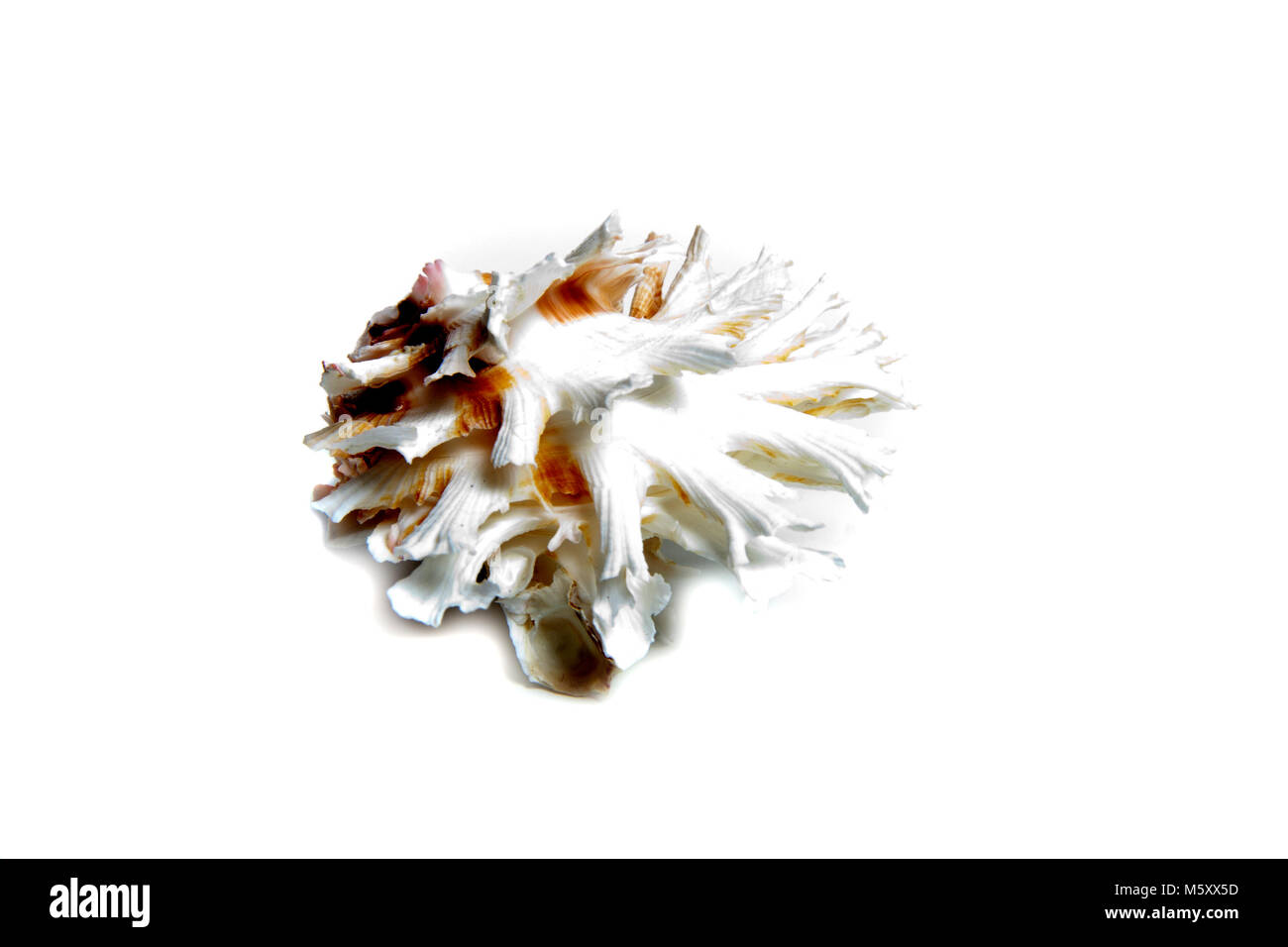 Marine sea shell in a studio setting against a white background Stock Photo