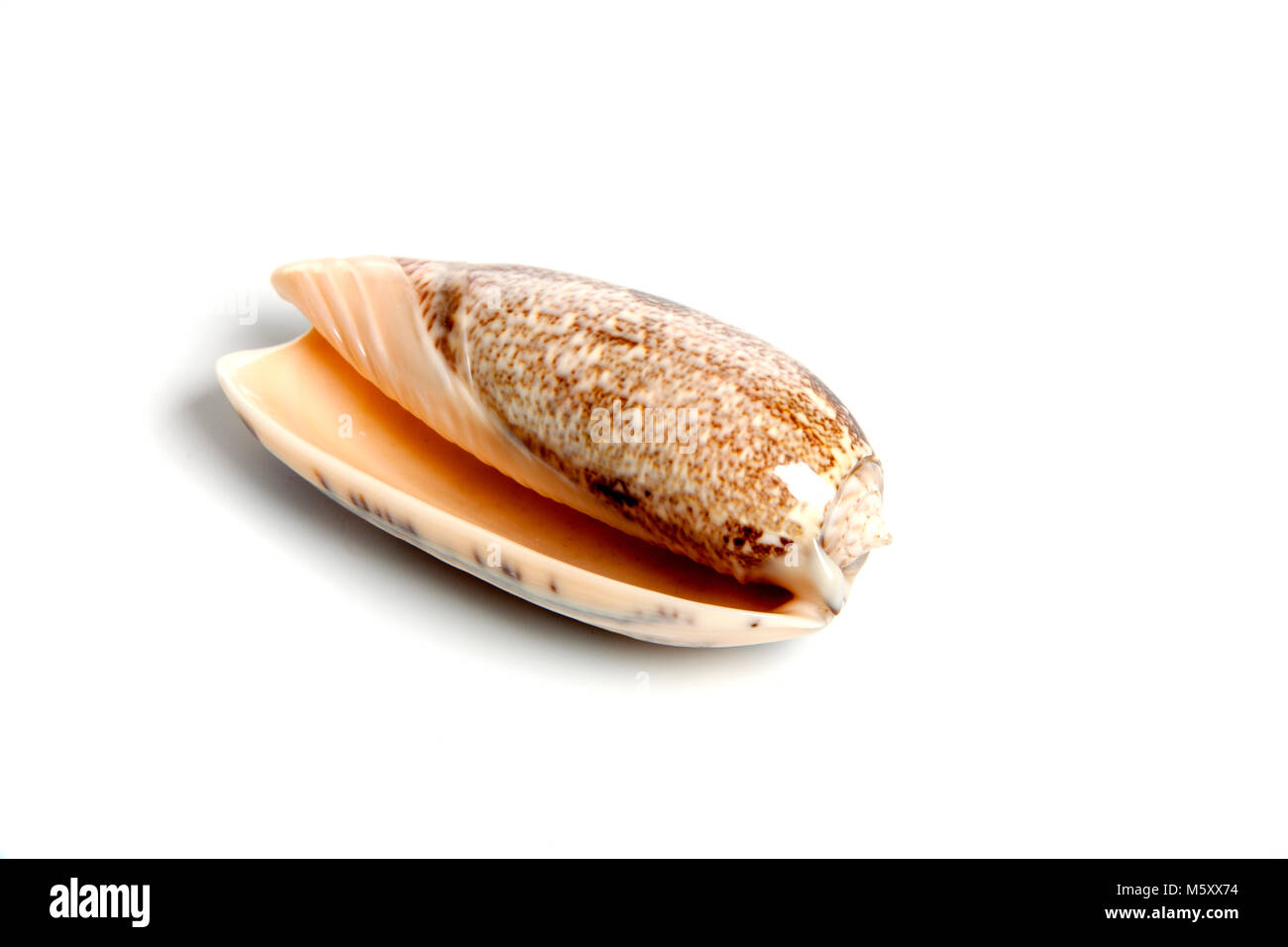 Marine sea shell in a studio setting against a white background Stock ...