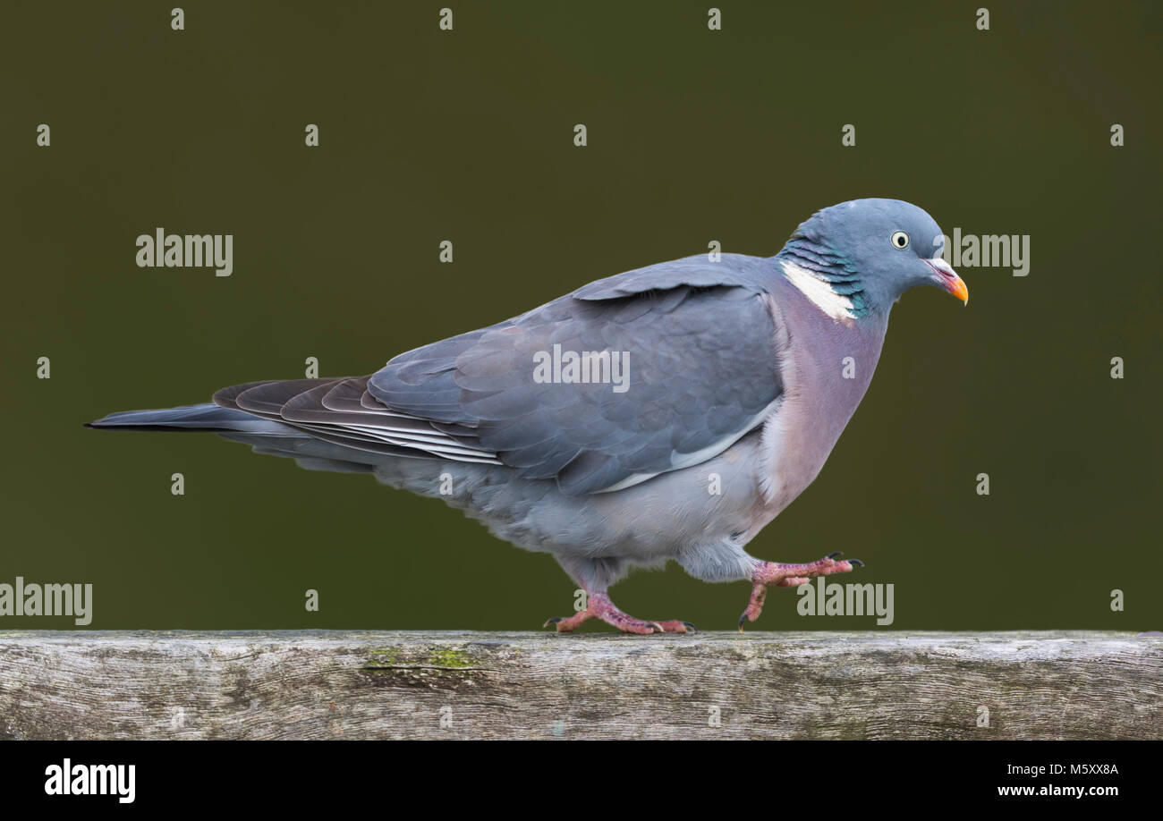 Wood pigeon walking. Side view of a Woodpigeon (Columba palumbus) walking in West Sussex, England, UK. First steps concept. A step at a time concept. Stock Photo