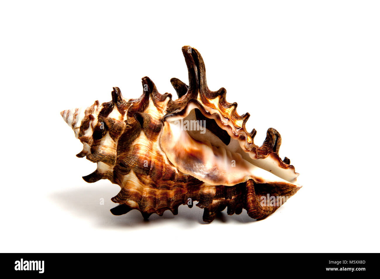 Vasum shell hi-res stock photography and images - Alamy