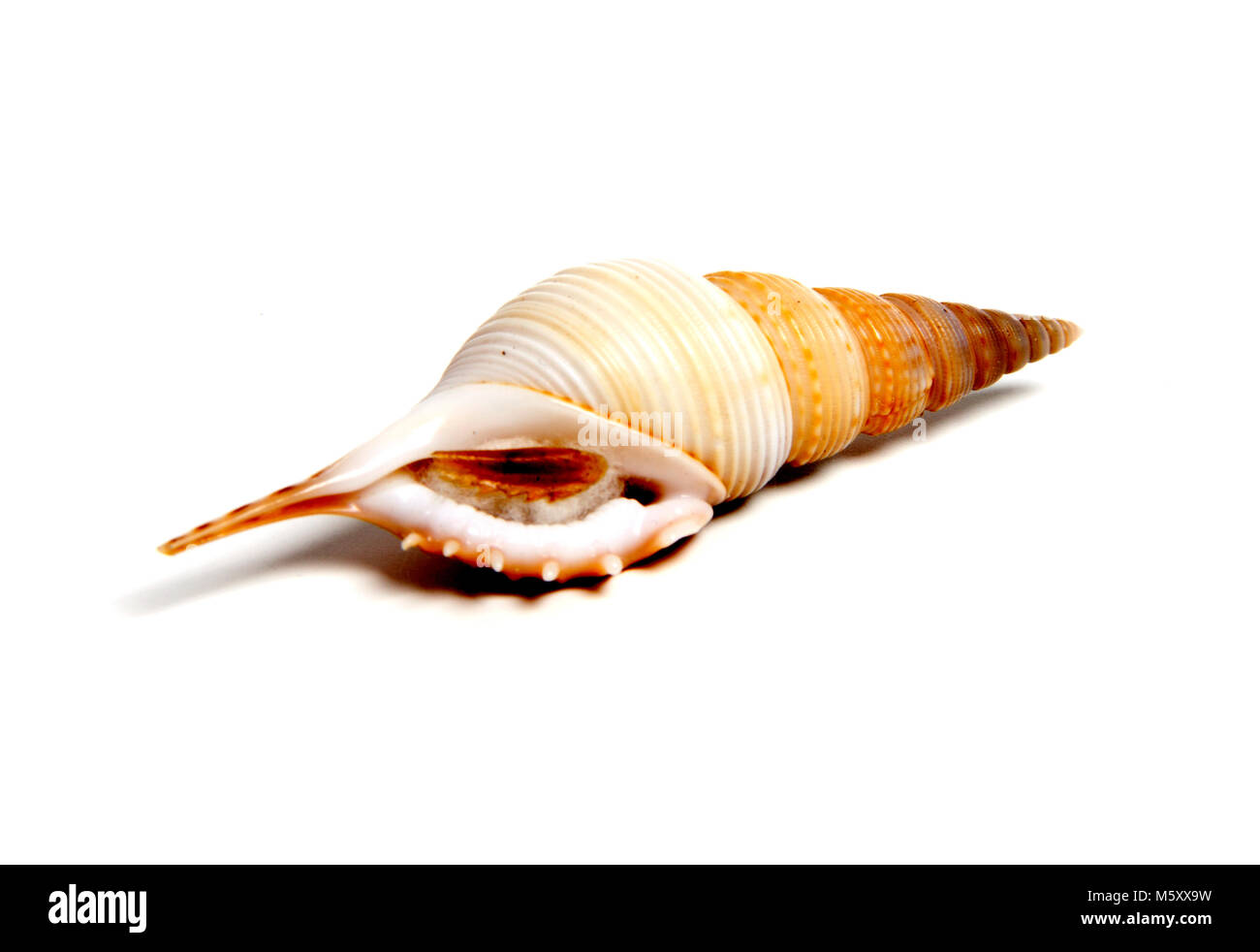 Marine sea shell in a studio setting against a white background Stock ...