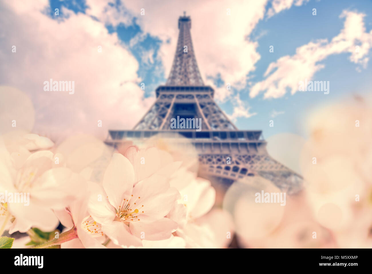 Cherry blossom, Eiffel tower in the background, spring in Paris France Stock Photo
