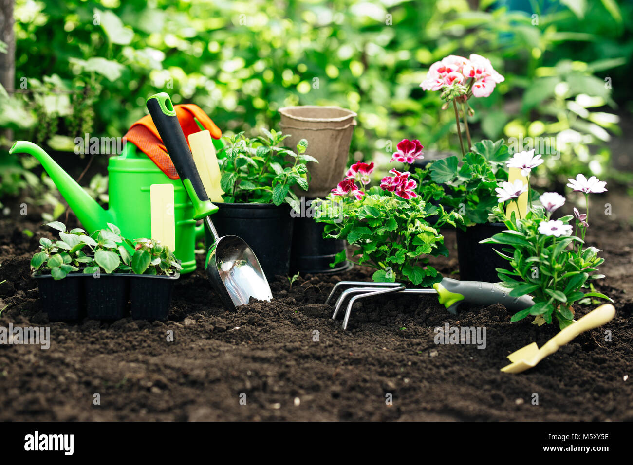 Flowers in pot before planting and some tools at summer garden Stock