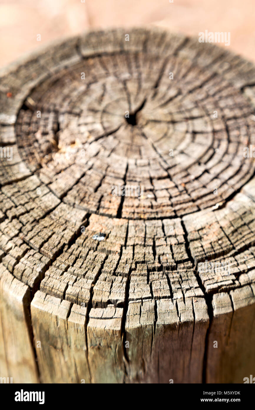 abstract texture of a surface tree like background grain Stock Photo ...