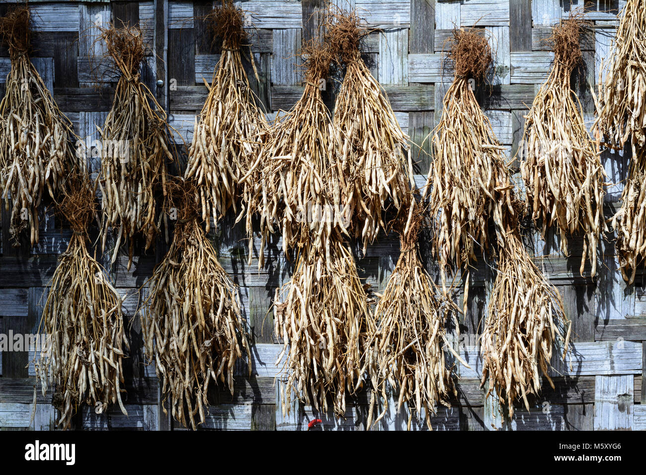 Kalaw drying soybeans, , Shan State, Myanmar (Burma Stock Photo Alamy