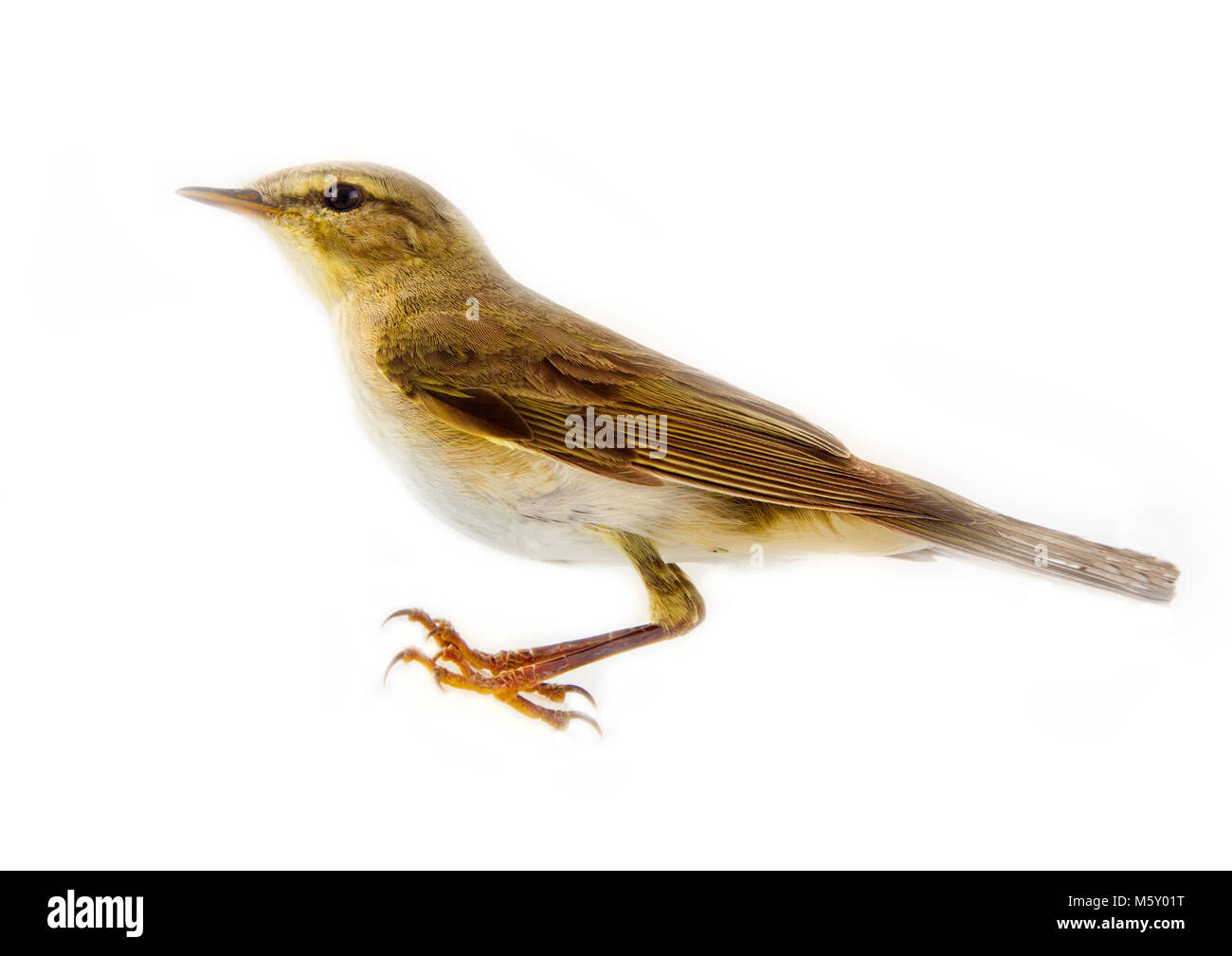 willow warbler (willow wren, Phylloscopus trochilus), yellow-green bird, forest bird, passerine birds - white background Stock Photo
