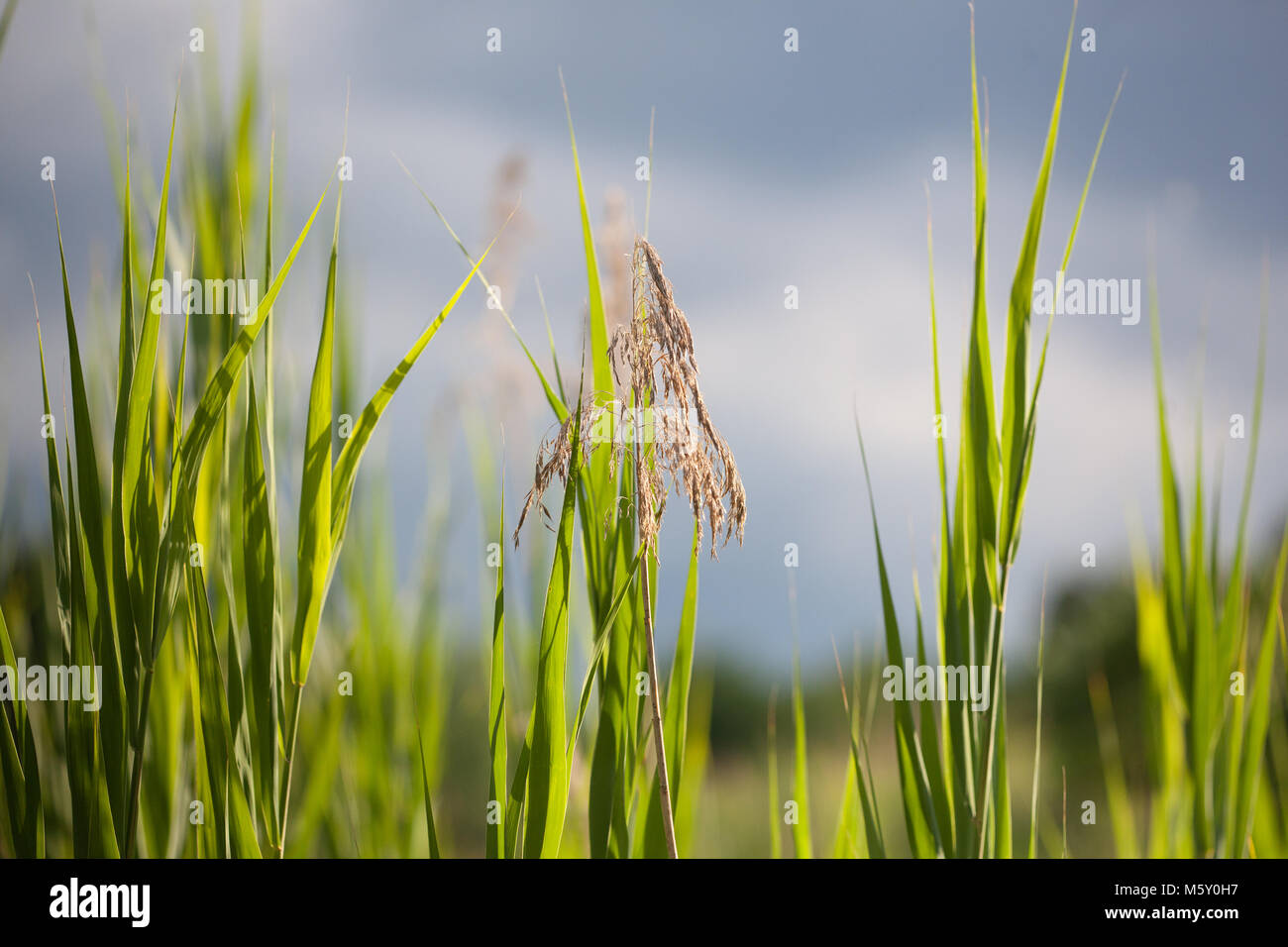 Tall Grass on a Cloudy Blue Sky Summer Day Stock Photo