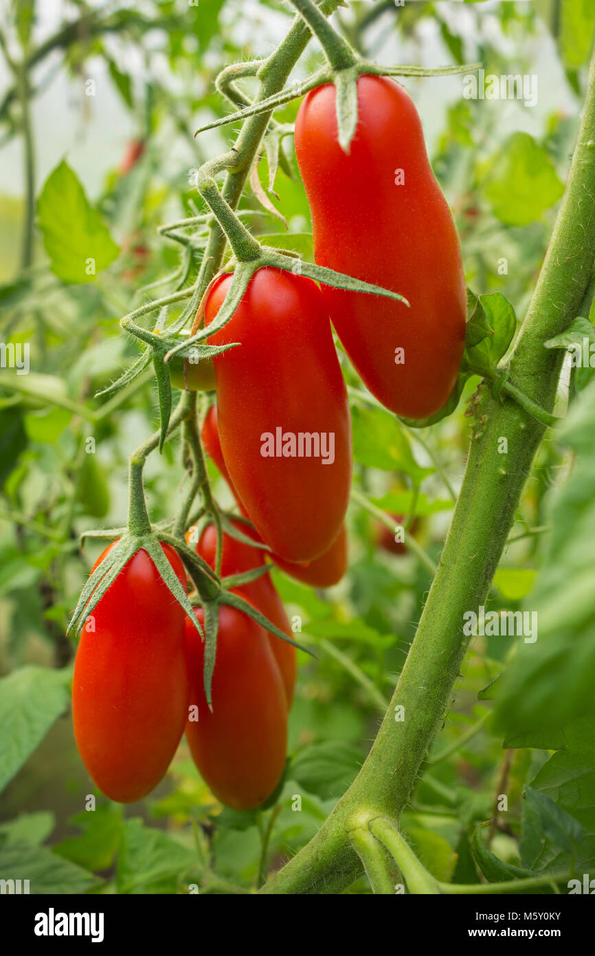 Tomatoes elongated form on a branch in a greenhouse Stock Photo