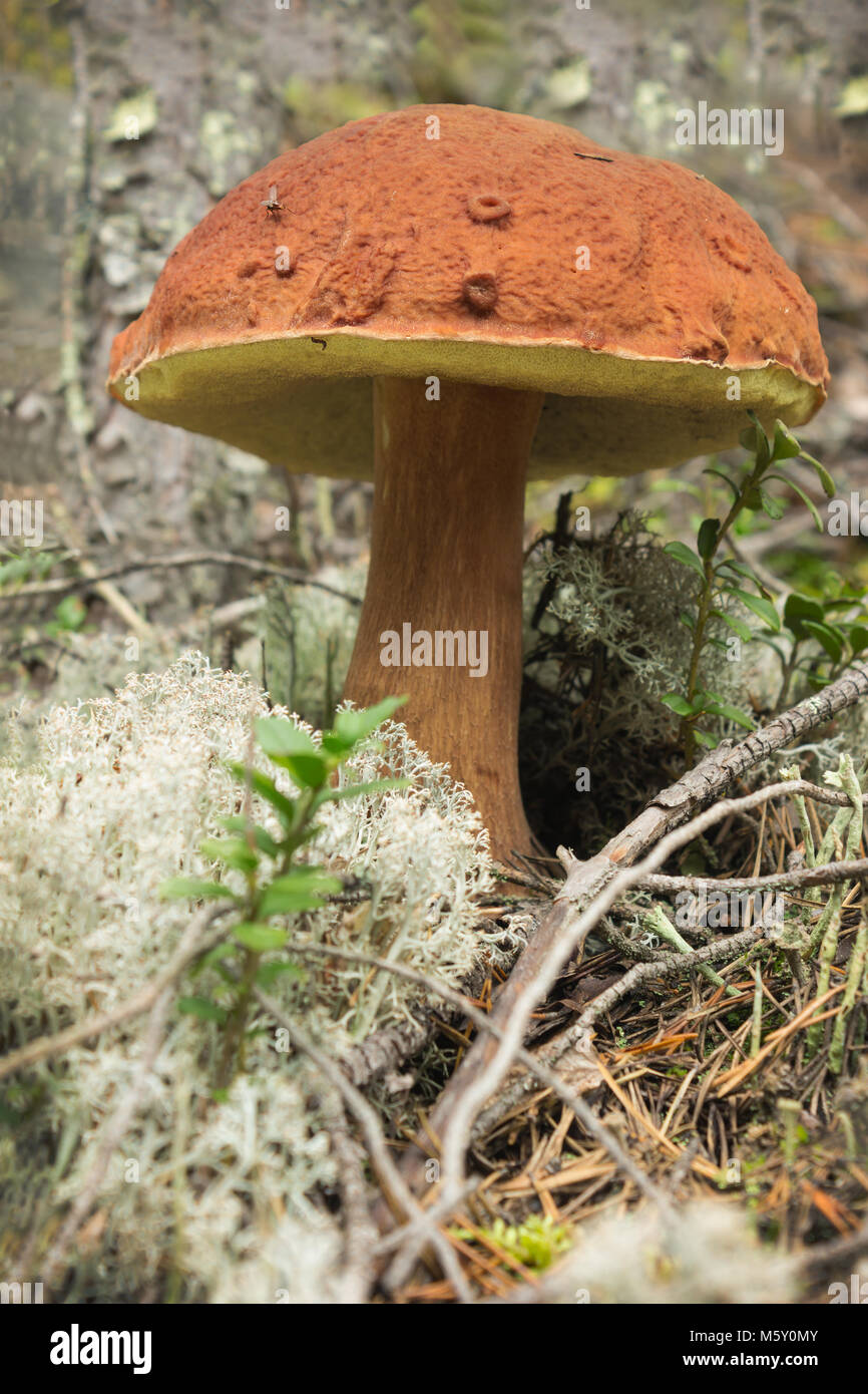 Polish mushroom (Boletus badius), one of the edible mushrooms Stock