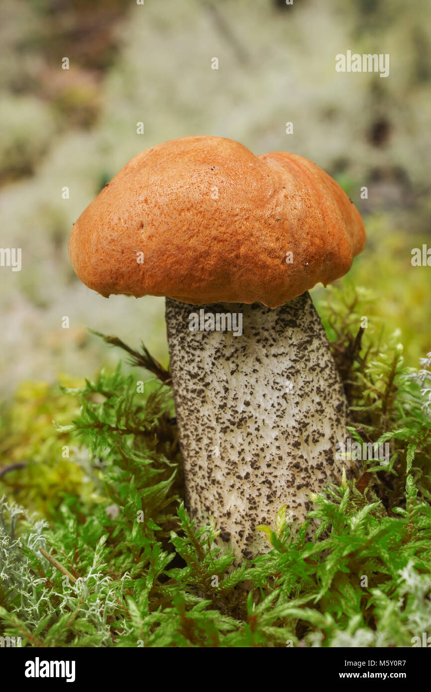 Edible mushroom (Leccinum Aurantiacum) with orange cap in august Stock Photo